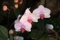 Phalaenopsis   031